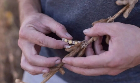 What Are Soybeans Used For? Soybean Uses and More – U.S. Soy featured Image